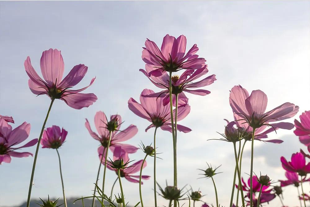 Dimex SK Fototapeta Lúčne kvety 3 rôzne rozmery S - š-150 x v-250 cm