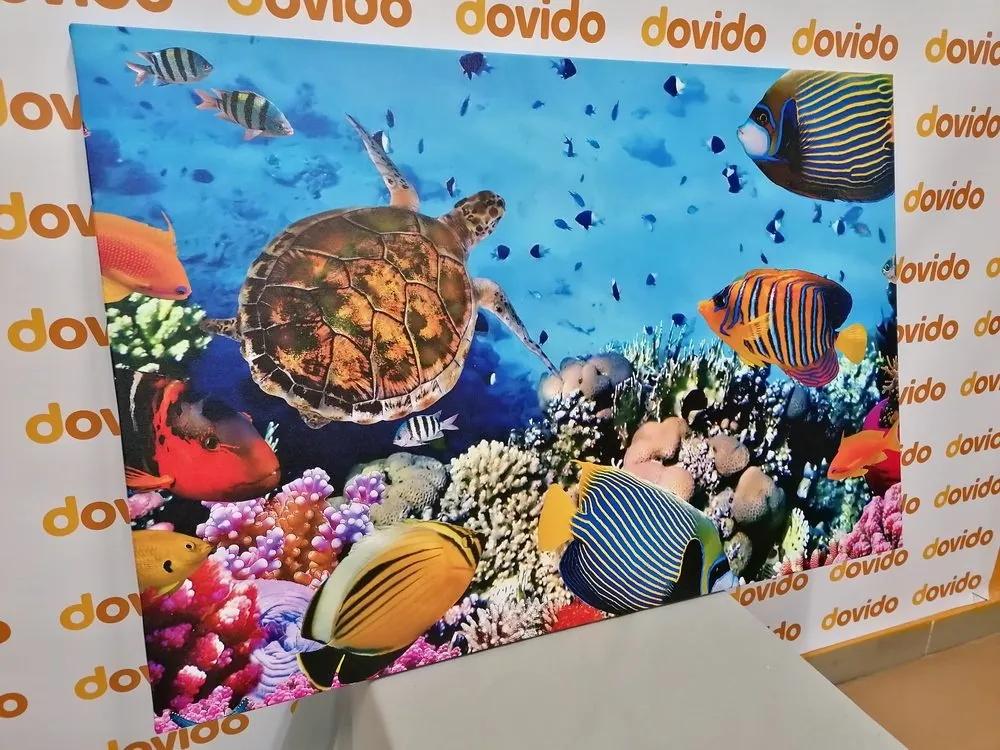 Obraz podmorský svet - 60x40