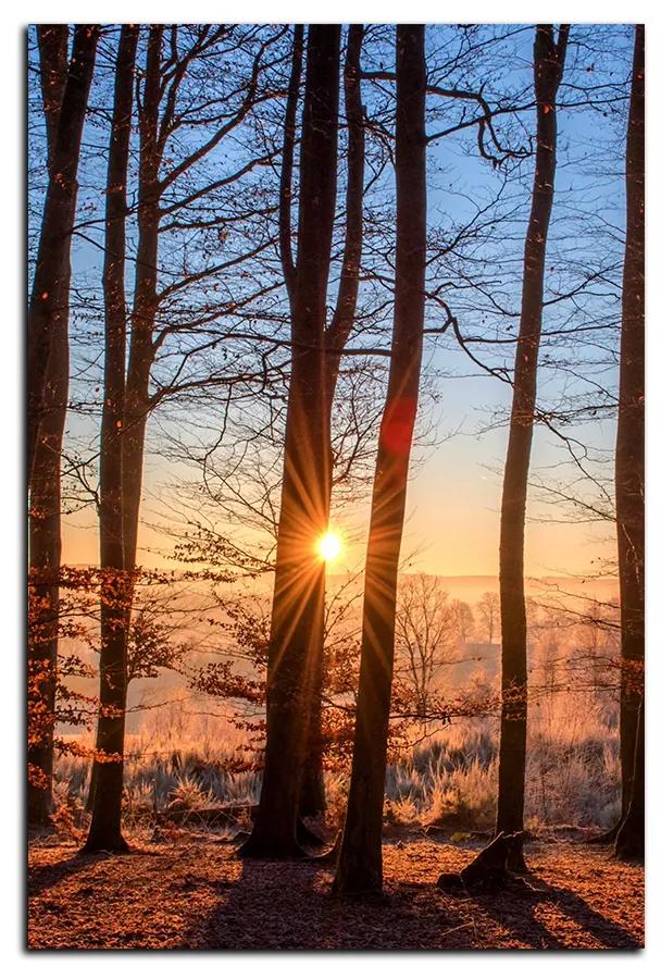 Obraz na plátne - Jesenné ráno v lese - obdĺžnik 7251A (100x70 cm)