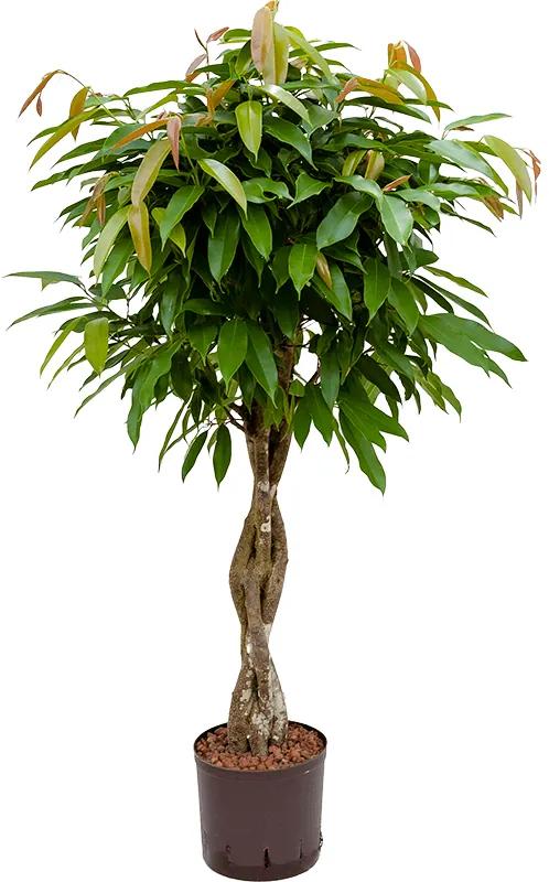 Ficus amstel king stem braided 28/19 v.150 cm