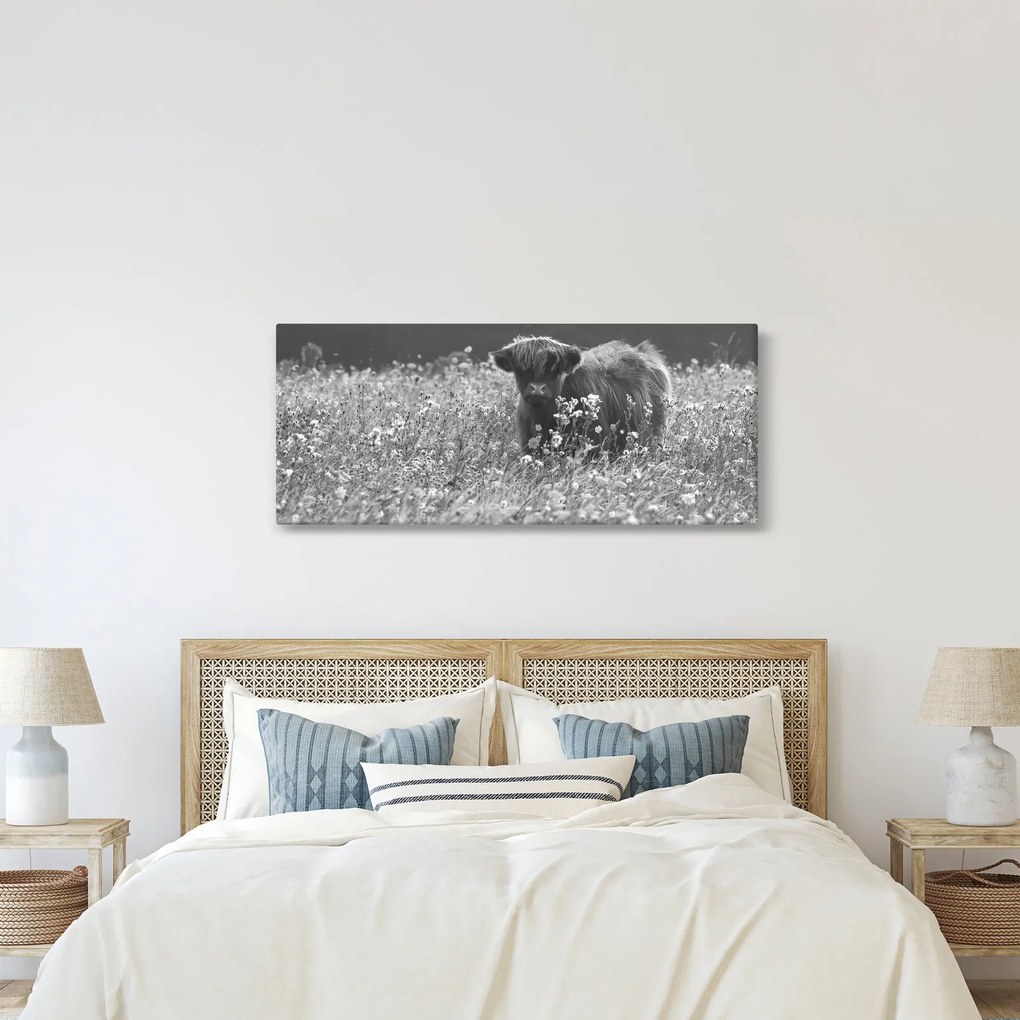 Obraz - Škótska krava 5, čiernobiela (120x50 cm)