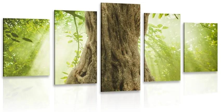 5-dielny obraz kmeň stromu Varianta: 100x50