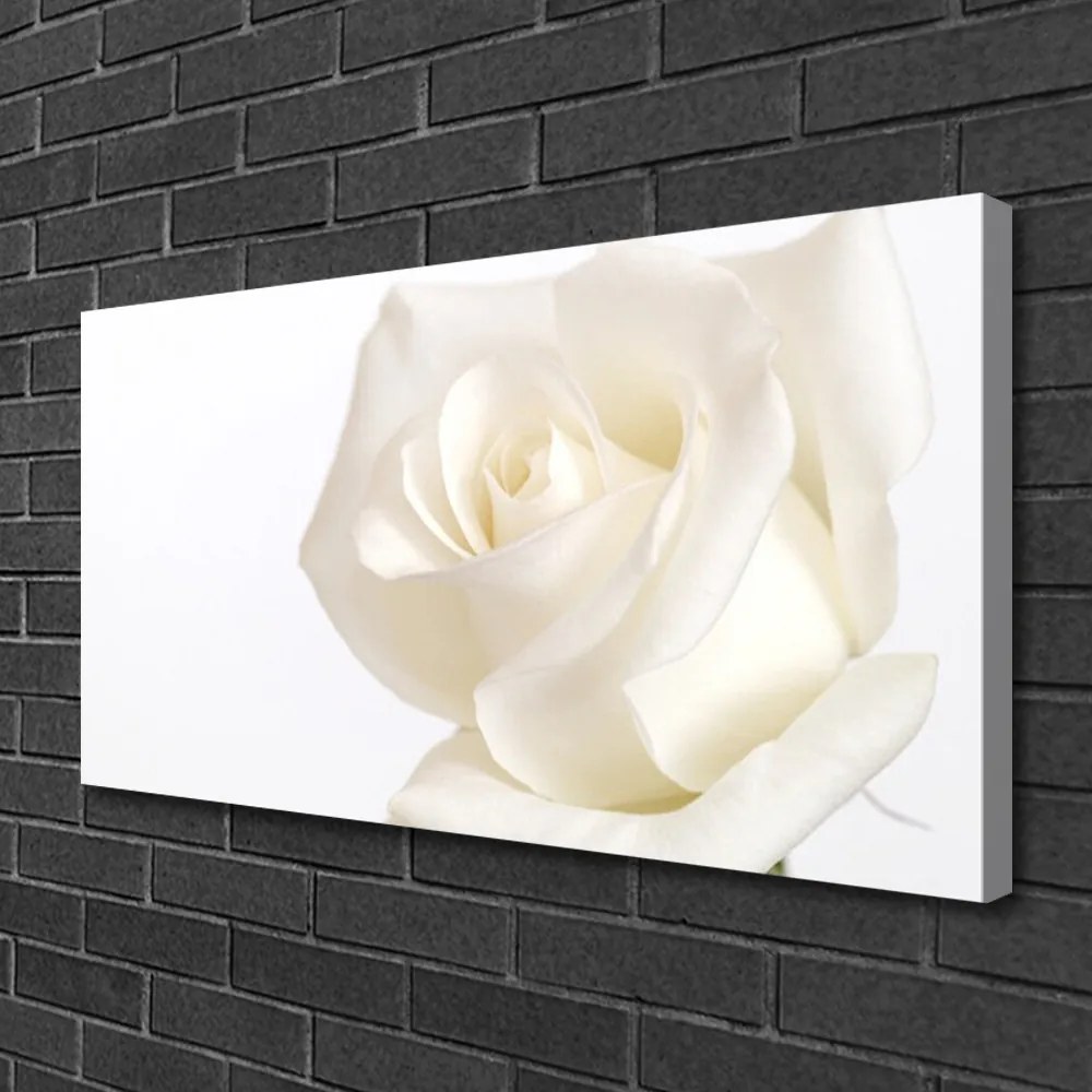 Obraz Canvas Ruže kvety 140x70 cm