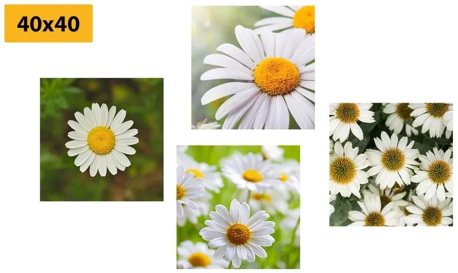 Set obrazov čarovné kvety - 4x 60x60