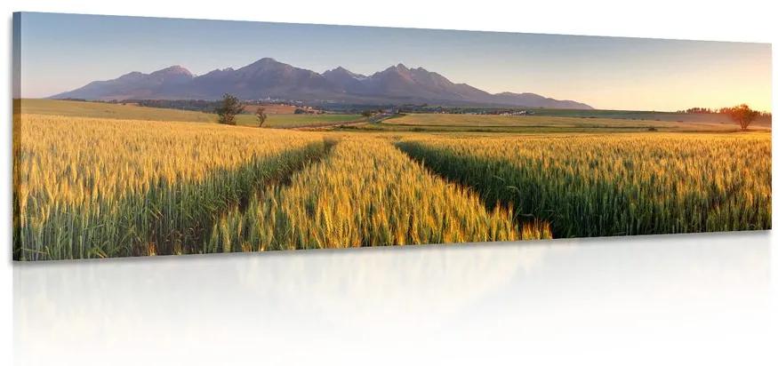 Obraz západ slnka nad pšeničným poľom Varianta: 150x50