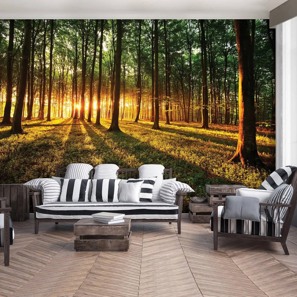 Fototapeta - Lúče lesom (152,5x104 cm)