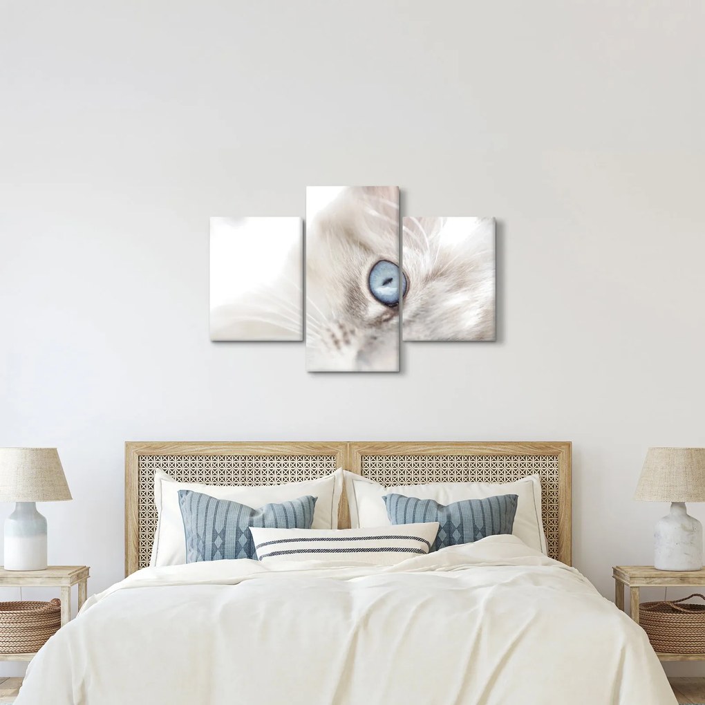 Obraz - Mačka s modrými očami (90x60 cm)