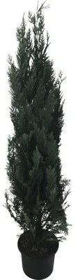 Cypruštek lawsonov modrý, stĺpovitý cypruštek FloraSelf Chamaecyparis lawsoniana ' Columnaris Glauca' výška 175-200 cm kvetináč 15 l