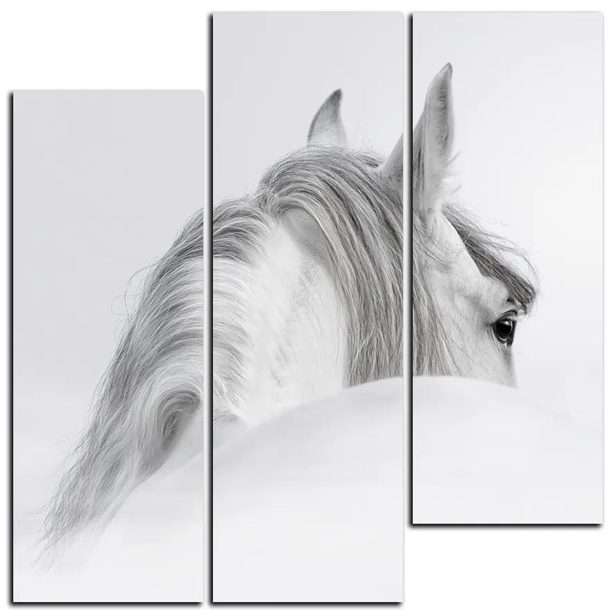 Obraz na plátne - Andalúzsky kôň v hmle - štvorec 3219C (105x105 cm)