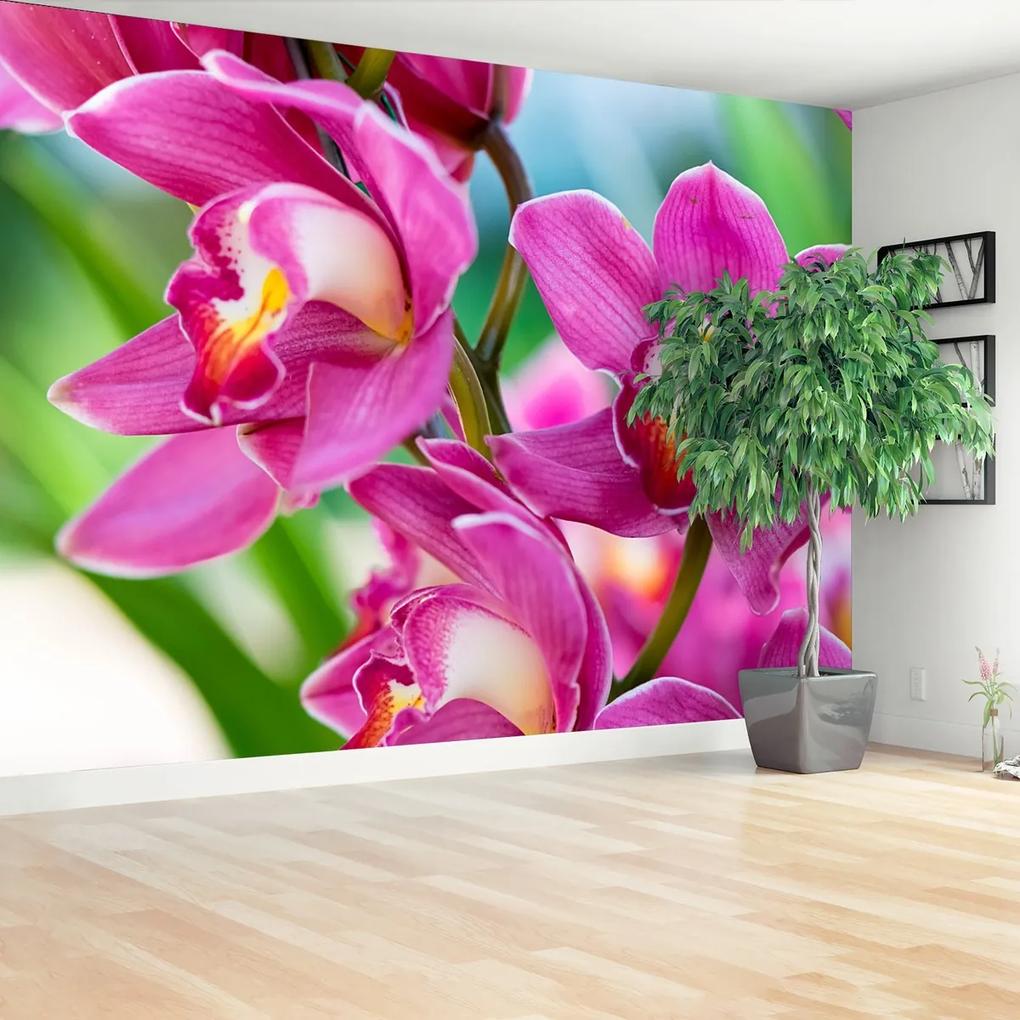 Fototapeta ružové orchidey
