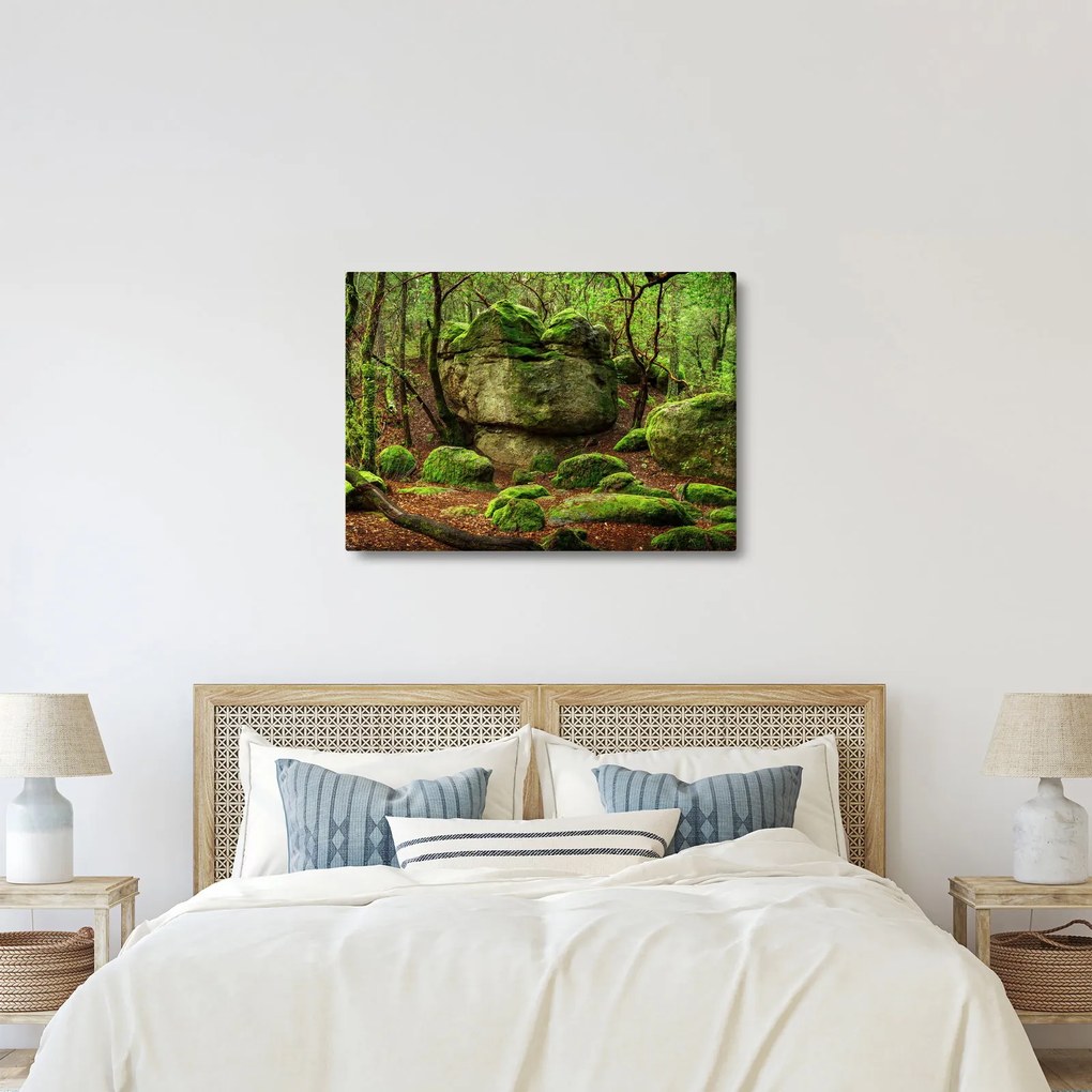 Obraz čarovného lesa (70x50 cm)