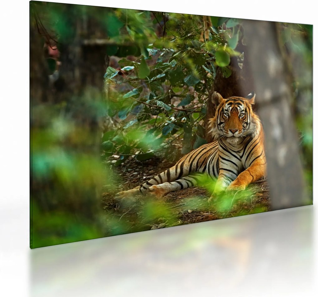 Sklenený obraz odpočívajúceho tigra (70x50 cm)