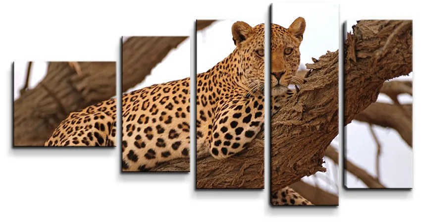 Sablio Obraz - 5-dílný Leopard 2 - 100x60 cm