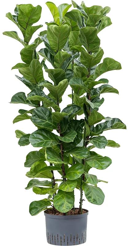 Ficus lyrata bambino 28/19 v.130 cm