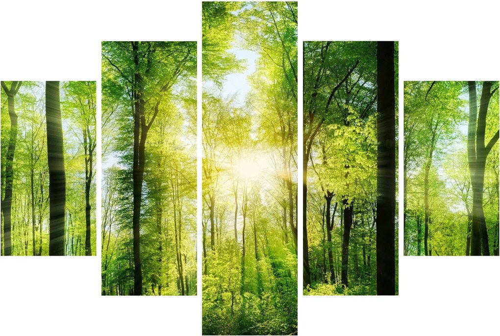 Obraz - Svitanie v lese (150x105 cm)
