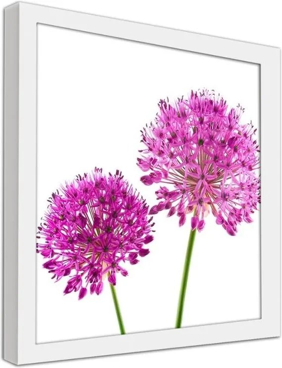 CARO Obraz v ráme - Pink Flower Of Garlic Biela 20x20 cm