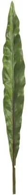 Okrasný list Canna - 73cm