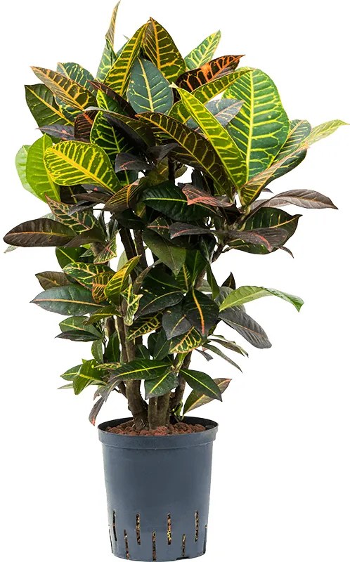 Croton (codiaeum) petra Branched 18/19 cm výška 75 cm