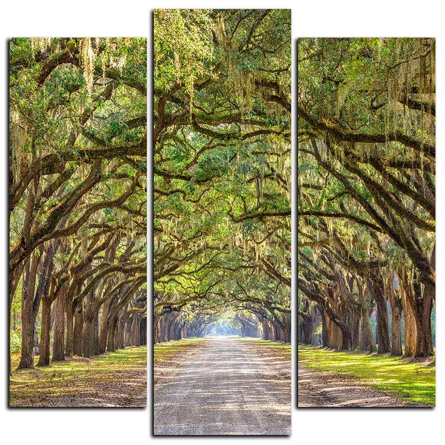 Obraz na plátne - Historické dubové stromy lemované poľnou cestou - štvorec 3239C (105x105 cm)