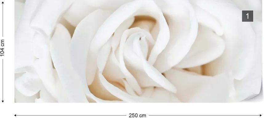 Fototapeta GLIX - Soft White Rose + lepidlo ZADARMO Vliesová tapeta  - 250x104 cm