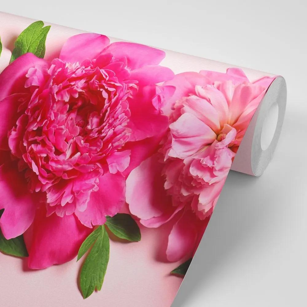 Samolepiaca fototapeta pivonky v ružovej farbe - 300x200