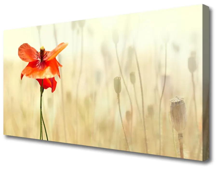Obraz Canvas Maky rastlina príroda 100x50 cm