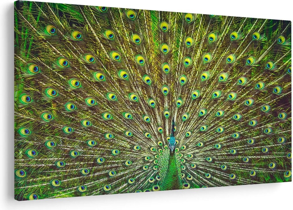 Obraz - Páv (90x60 cm)