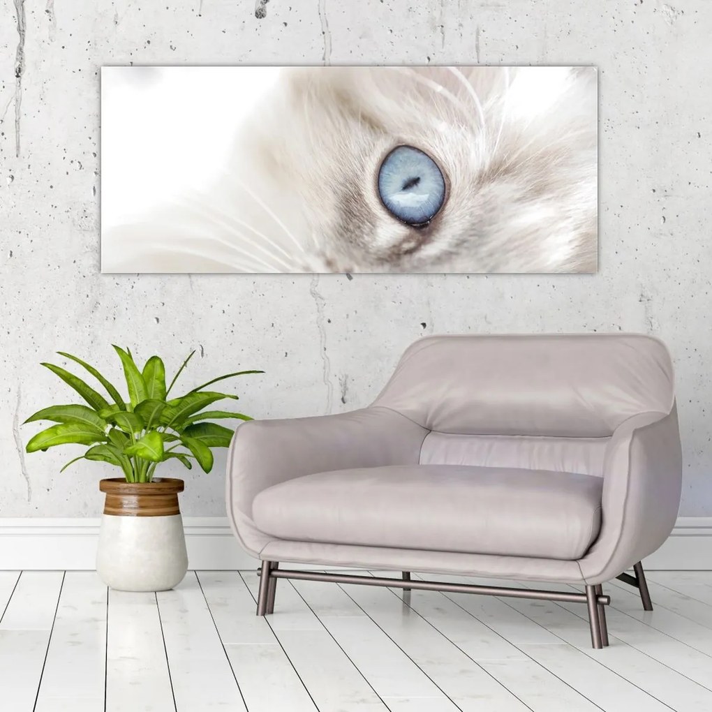 Obraz - Mačka s modrými očami (120x50 cm)