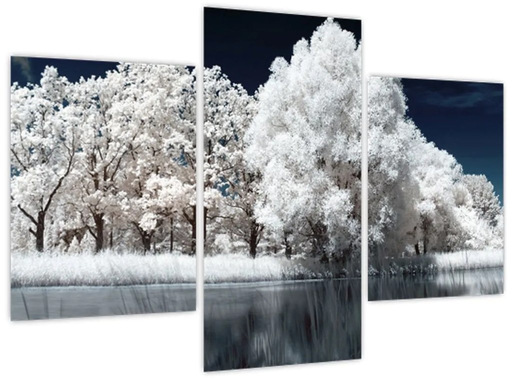 Obraz - Snehobiele stromy (90x60 cm)