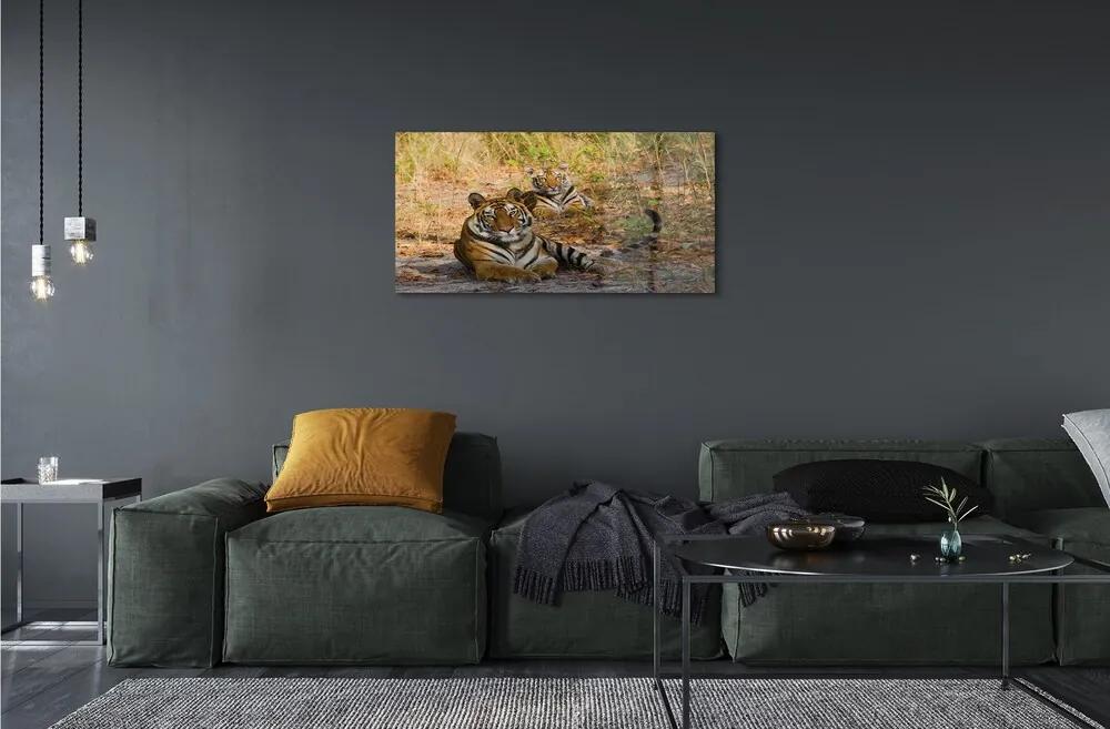 Sklenený obraz Tigers 125x50 cm