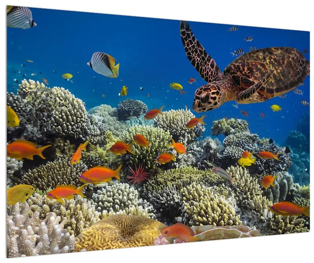 Obraz podmorského sveta (90x60 cm)