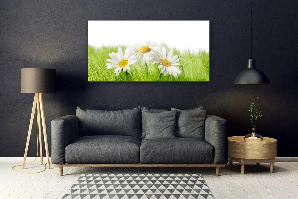 Obraz plexi Sedmokráska kvety rastlina 120x60 cm