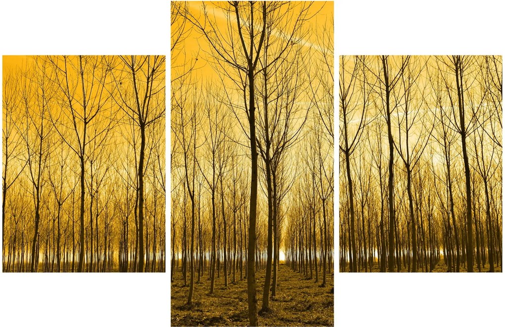 Obraz - Plantáž stromov (90x60 cm)