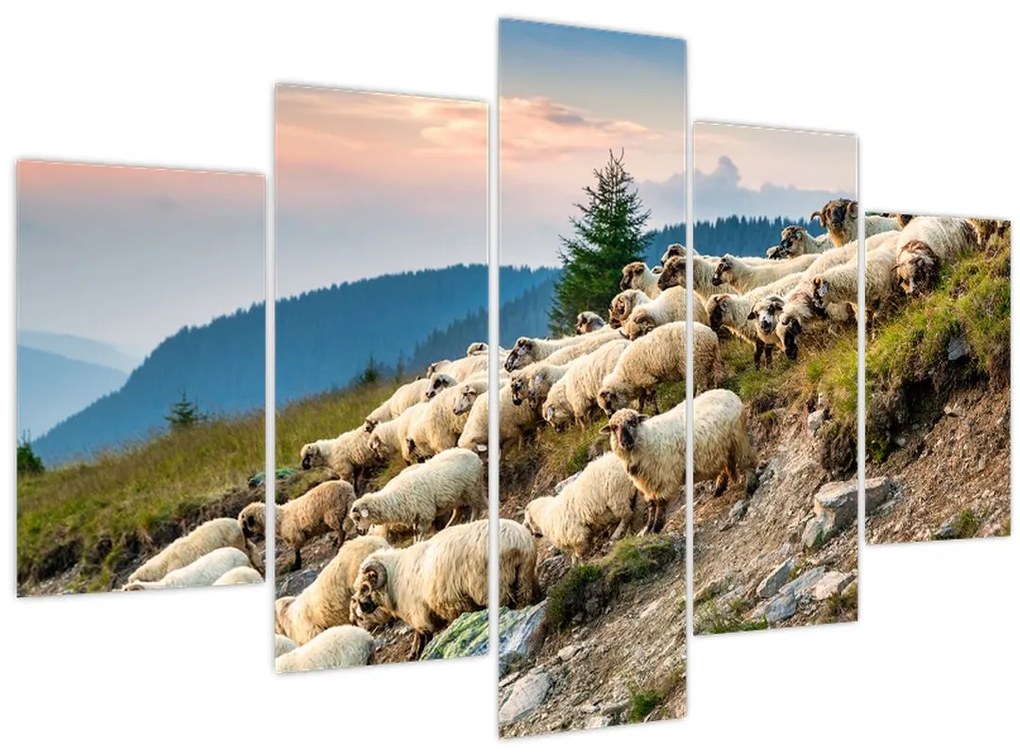 Obraz - Stádo oviec (150x105 cm)