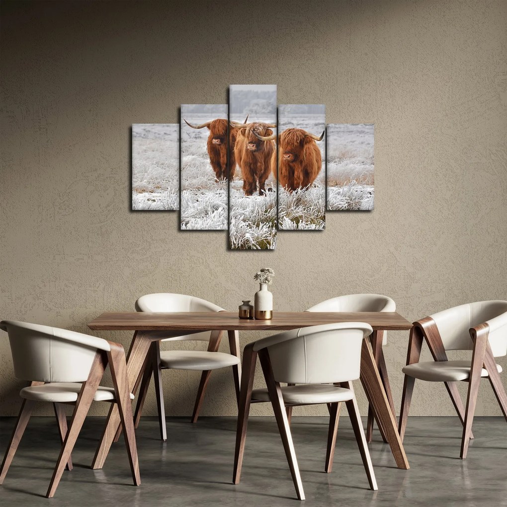 Obraz - Škótske kravy (150x105 cm)