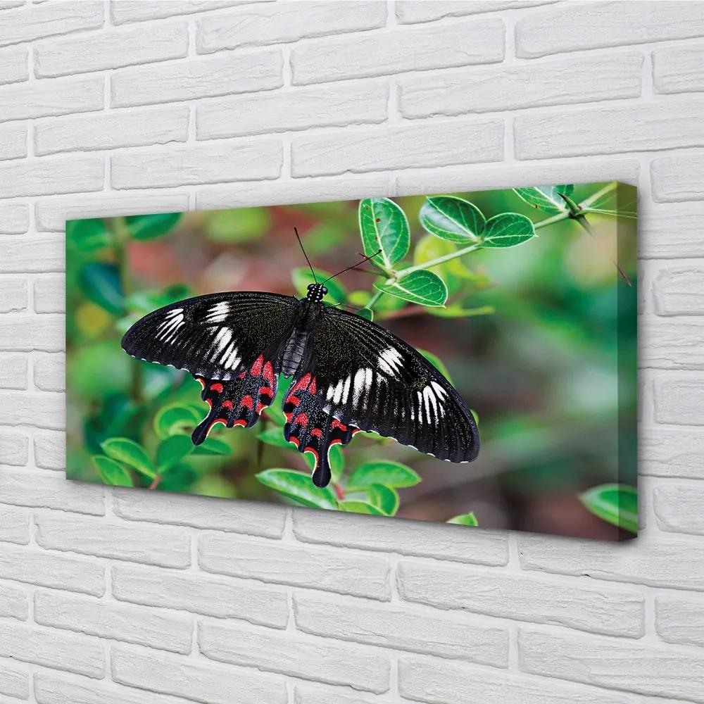 Obraz na plátne List farebný motýľ 140x70 cm