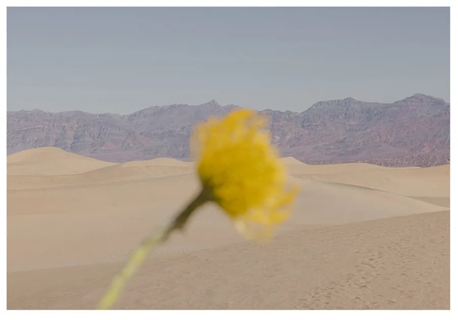 The Poster Club Plagát Desert Mirage by Nicole Mason 40x50 cm