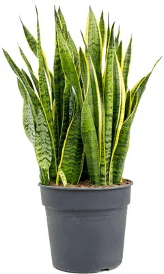 Sansevieria laurentii Tuft Pots. 31 cm v.80 cm