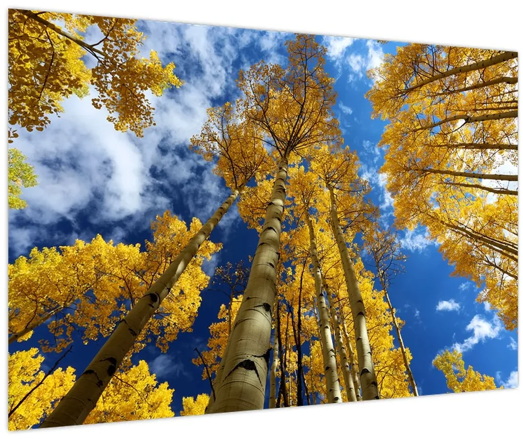 Obraz - Aspen (90x60 cm)