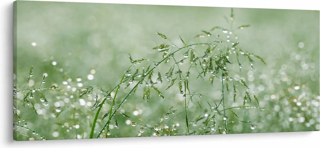 Obraz - Ranná rosa na steblach trávy (120x50 cm)
