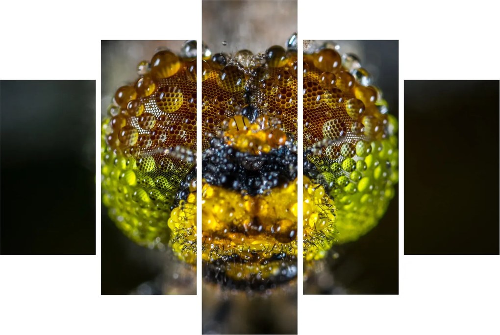 Detailný obraz očí hmyzu (150x105 cm)