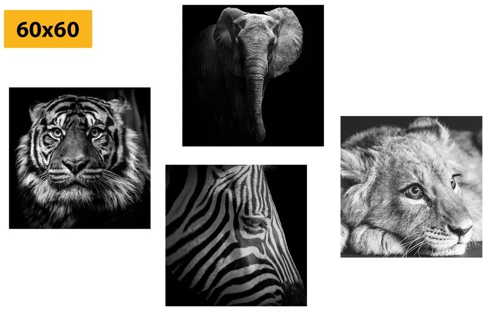Set obrazov divoké zvieratá v čiernobielom prevedení