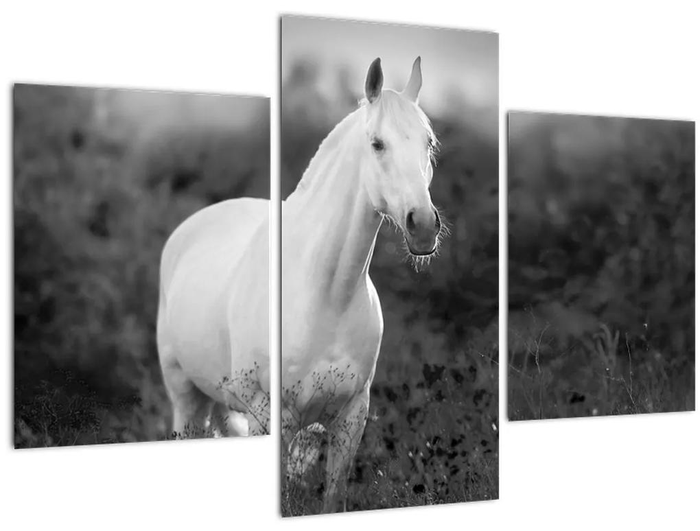 Obraz bieleho koňa na lúke, čiernobiela (90x60 cm)
