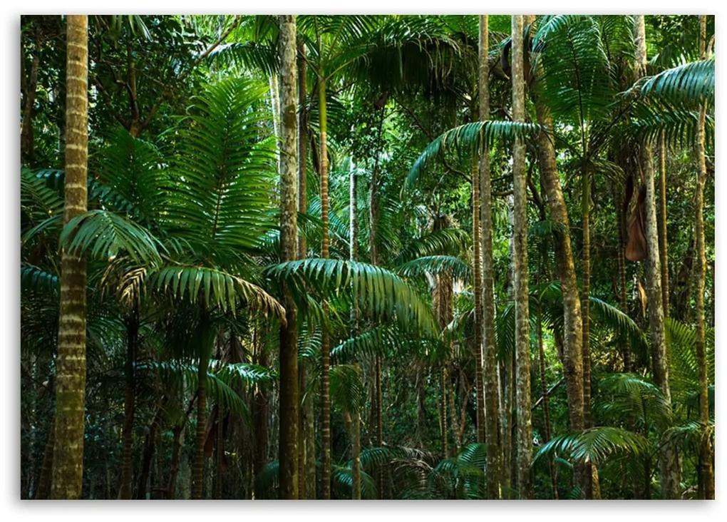 Obraz na plátně Palmy Les Příroda - 90x60 cm