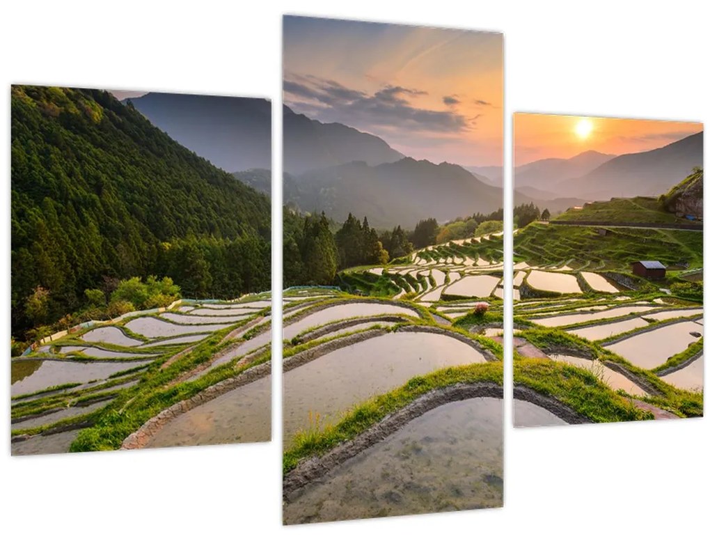 Obraz - Ryžové terasy (90x60 cm)