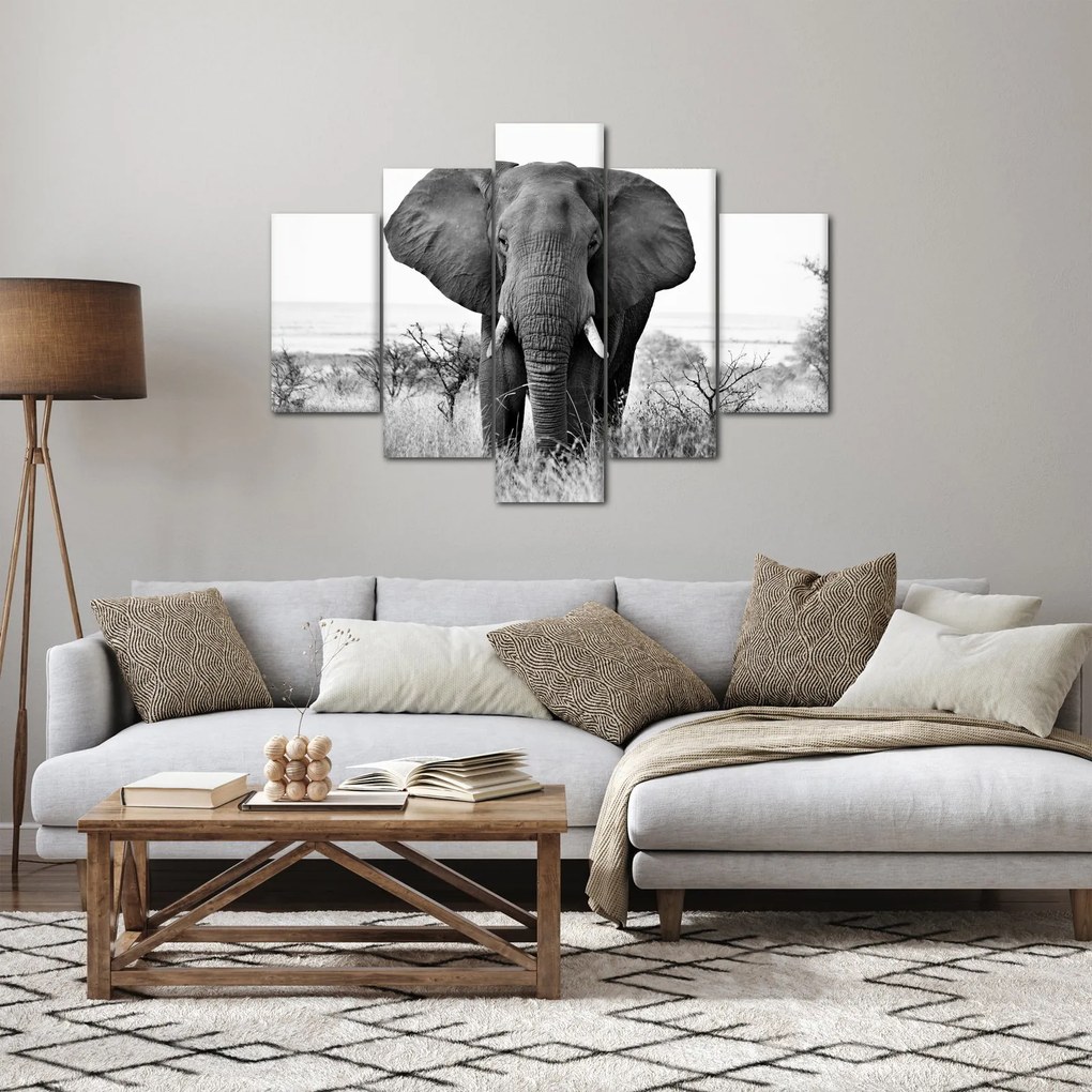 Obraz - Slon africký II. (150x105 cm)