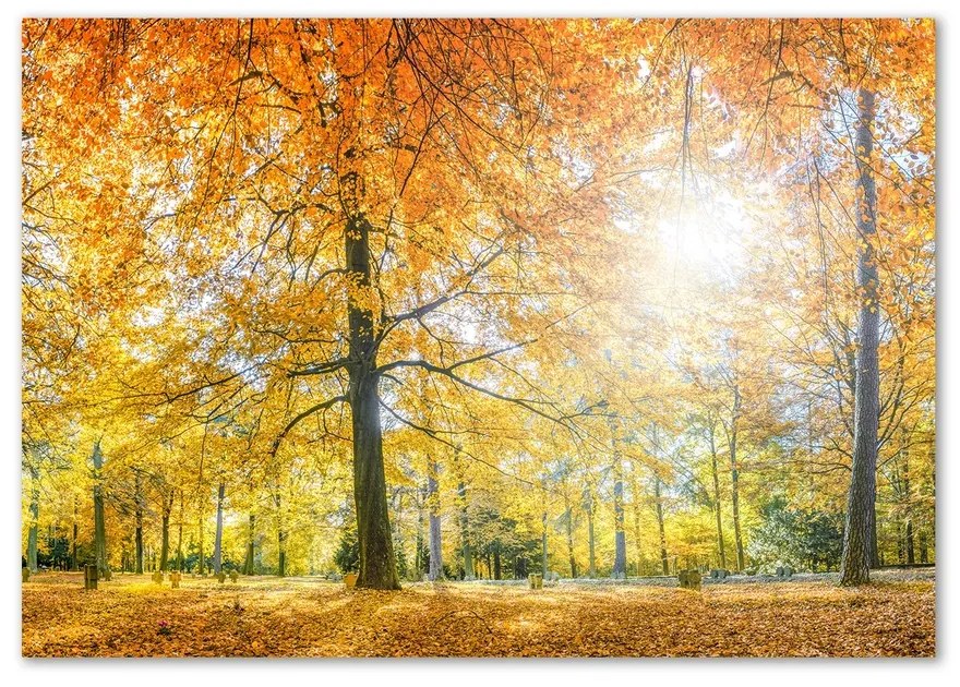 Fotoobraz na skle Jesenný les pl-osh-100x70-f-70578437