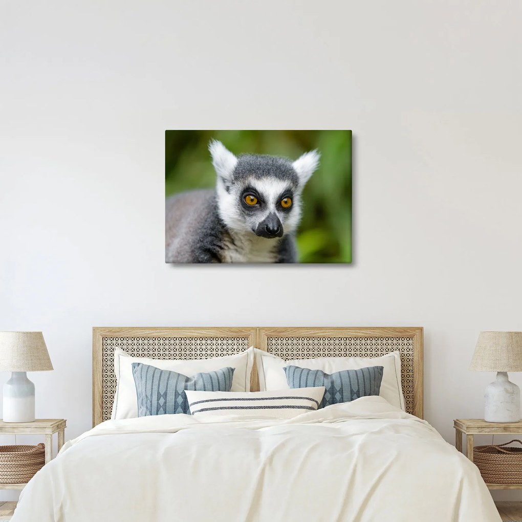 Obraz lemura (70x50 cm)