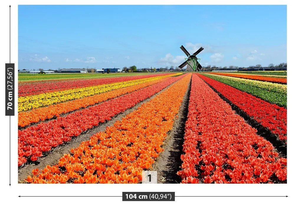 Fototapeta Vliesová Veterný mlyn tulipány 104x70 cm