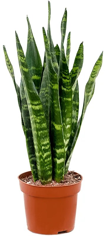 Sansevieria trifasciata Black coral 12x40 cm